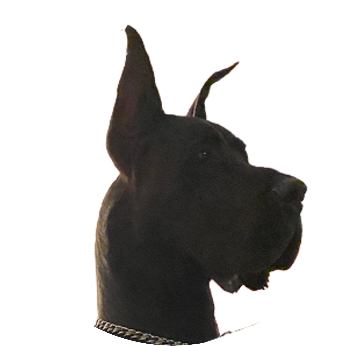 Auggie the Doggie